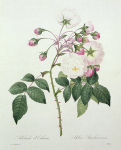 Adelia aurelianensis, gravé par Victor, de 